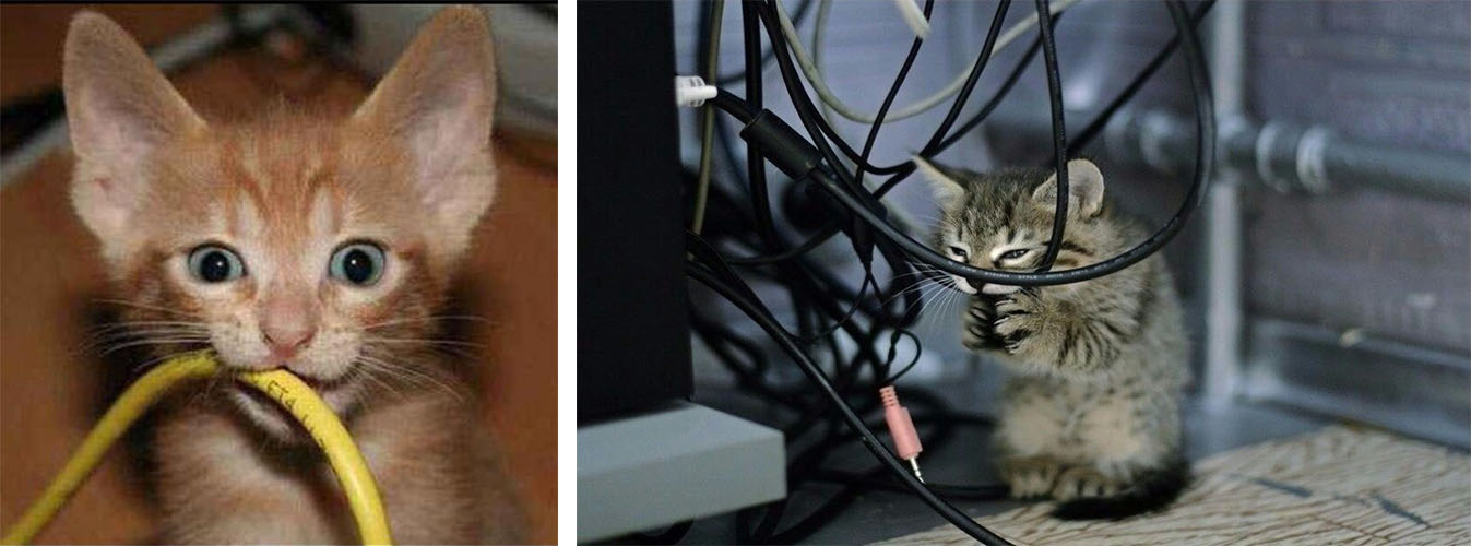 Как отучить кота грызть провода