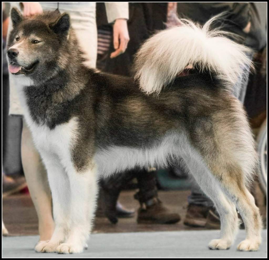 Канадская эскимосская собака: фото, описание породы, характера