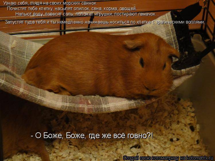 Знакомьтесь: guinea pig или просто морская свинка