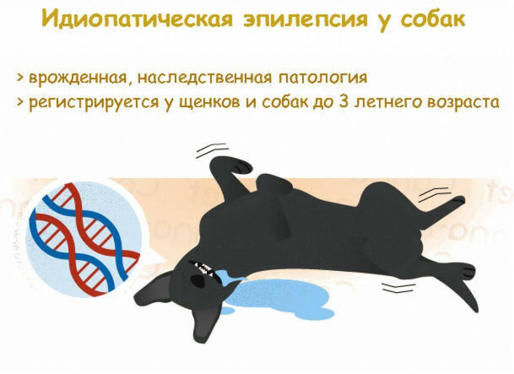 Судороги у собаки: возможные причины, разновидности спазмов, первая помощь при судорогах у собаки, лечение