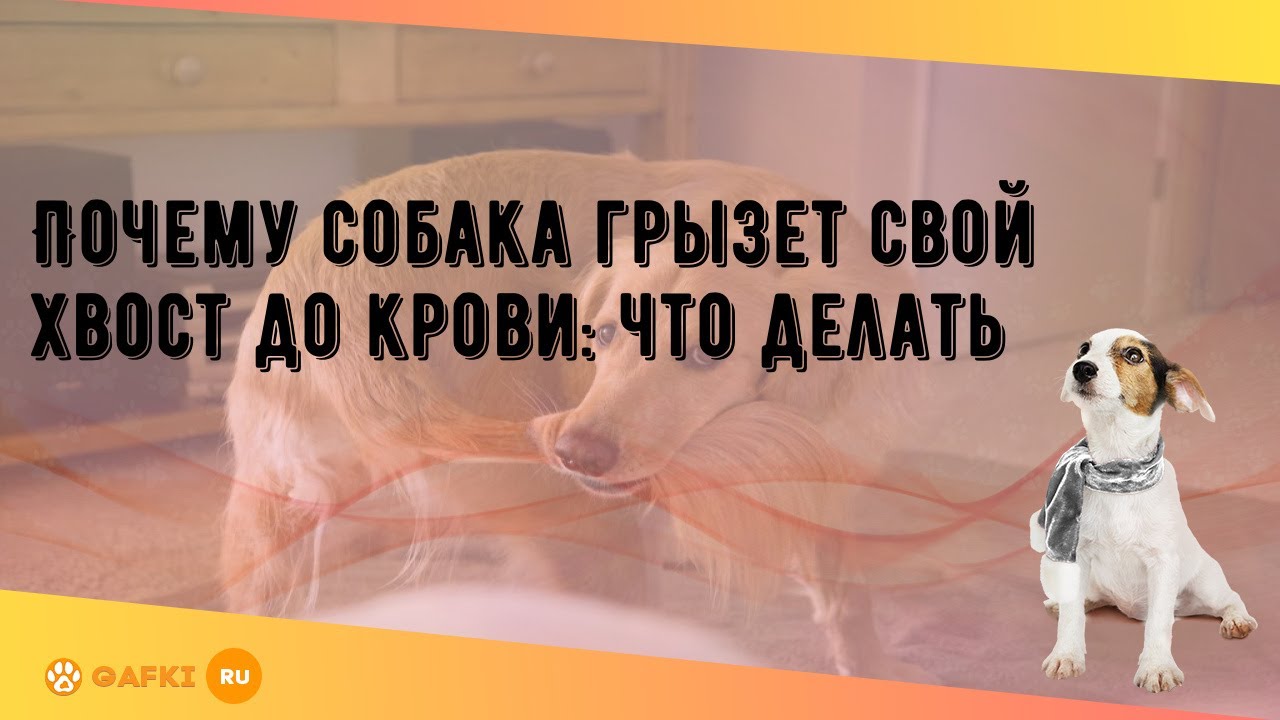 Почему собака кусает свой хвост и нужно ли беспокоится | все о собаках