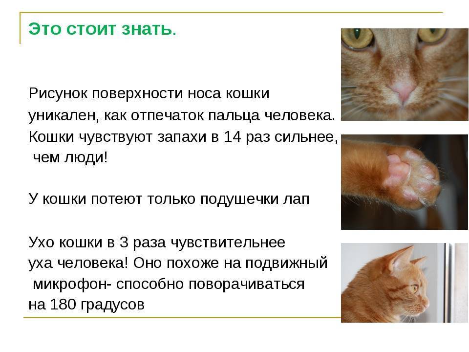 Кот какает с кровью: причины и что с этим делать