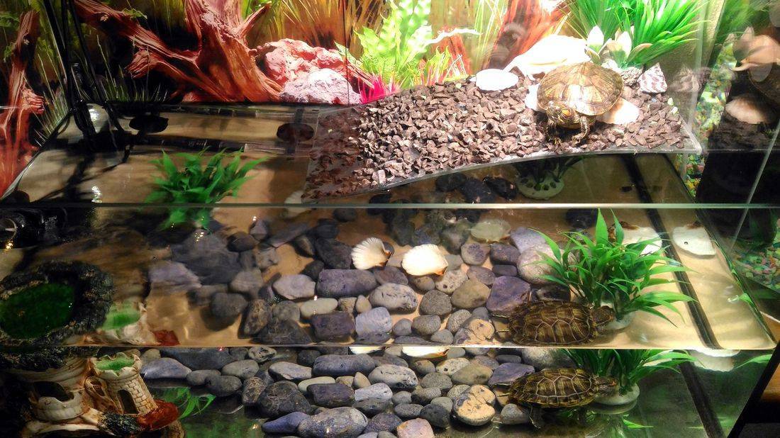 Водоросли и грунт для аквариума с красноухой черепахой