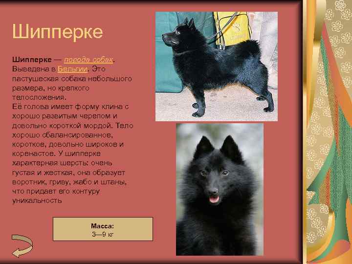 Шипперке собака: описание породы, фото, воспитание щенка, характер, уход, выбор щенка
