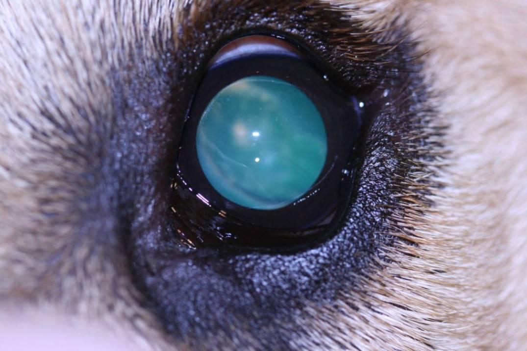 Можно ли вылечить катаракту у кота?