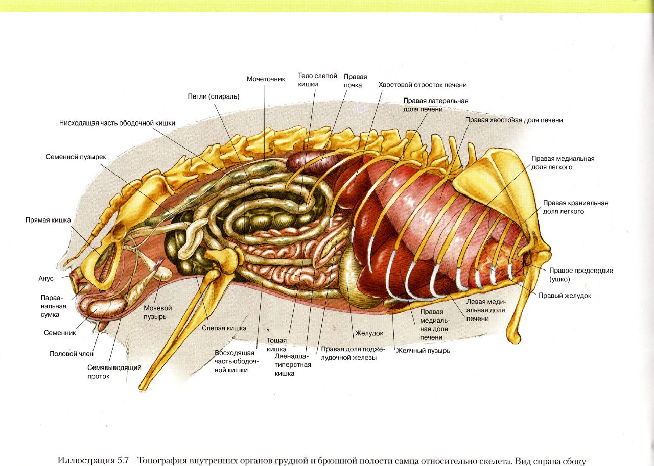 Анатомия и скелет морской свинки, внутреннее и внешнее строение тела