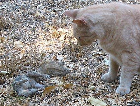 Почему кошка съедает своих котят. Кошка съела своих котят.
