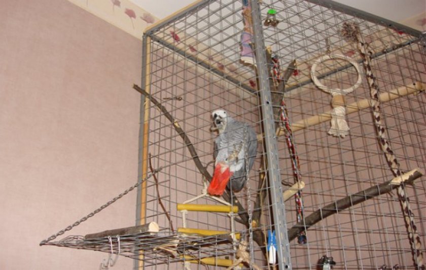 Как сделать вольер для попугаев своими руками - на улице или в квартире