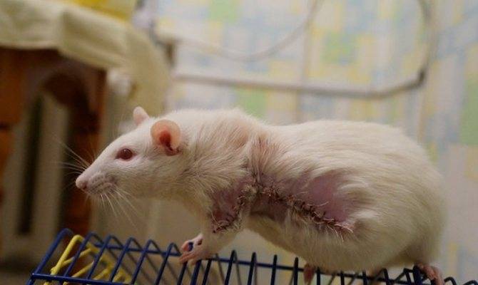 ᐉ как понять что домашняя крыса умирает от старости и от болезни - zoopalitra-spb.ru