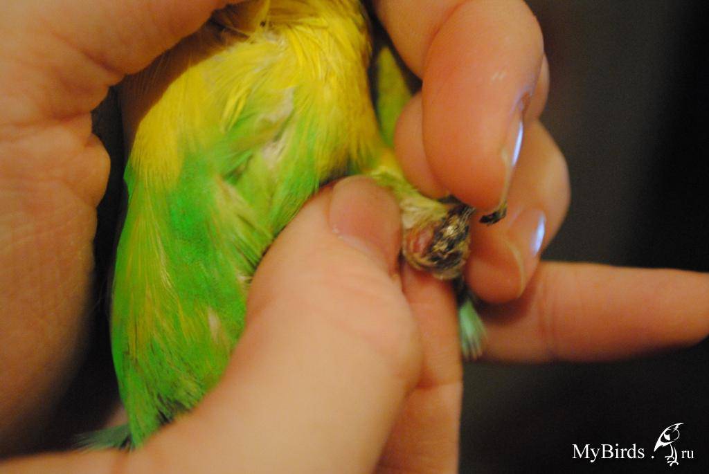 Почему попугай трясет головой и как помочь птице