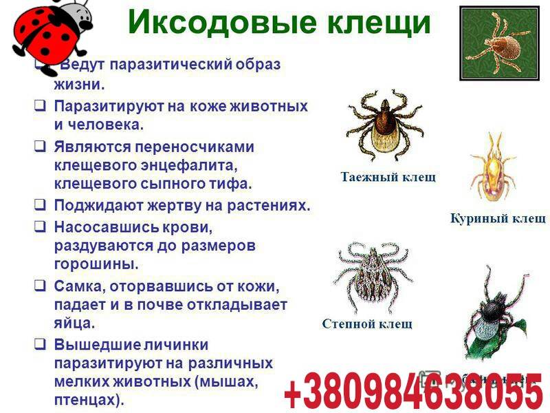 Кошку укусил клещ – симптомы, действия, последствия
