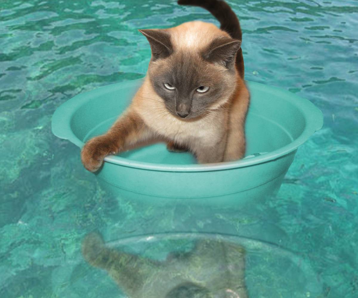 Какие кошки любят воду: как приучить кошку к купанию