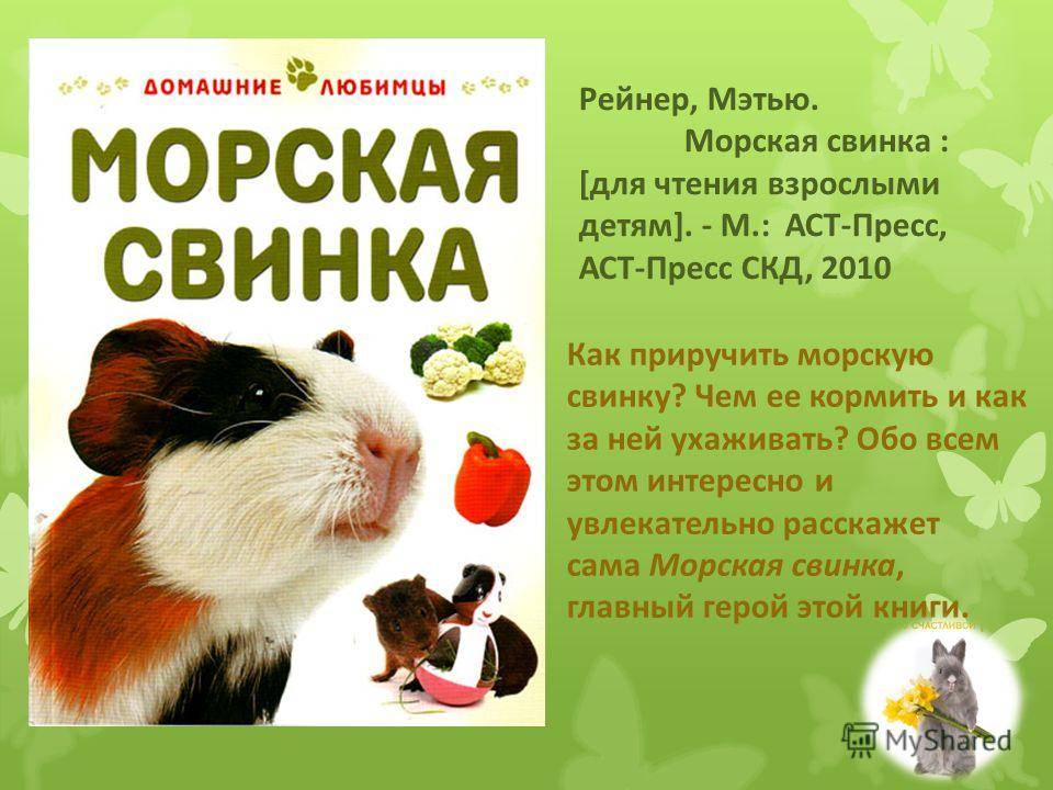 [новое исследование] что нужно для содержания морской свинки в домашних условиях: список аксессуаров