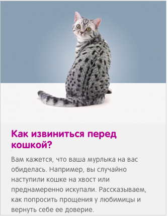 Как извиниться перед кошкой, собакой, если нечаянно сделал больно