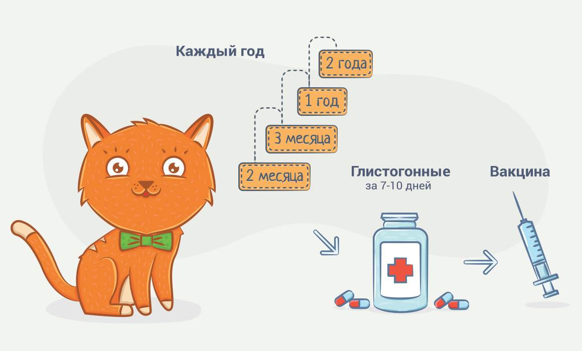 Как часто "глистогонить" кошку, если она домашняя, для профилактики, сколько раз давать таблетки?