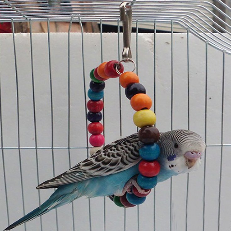 8 способов занять попугая / соцсеть для владельцев животных - объявления, личные страницы, фото видео животных и многое другое