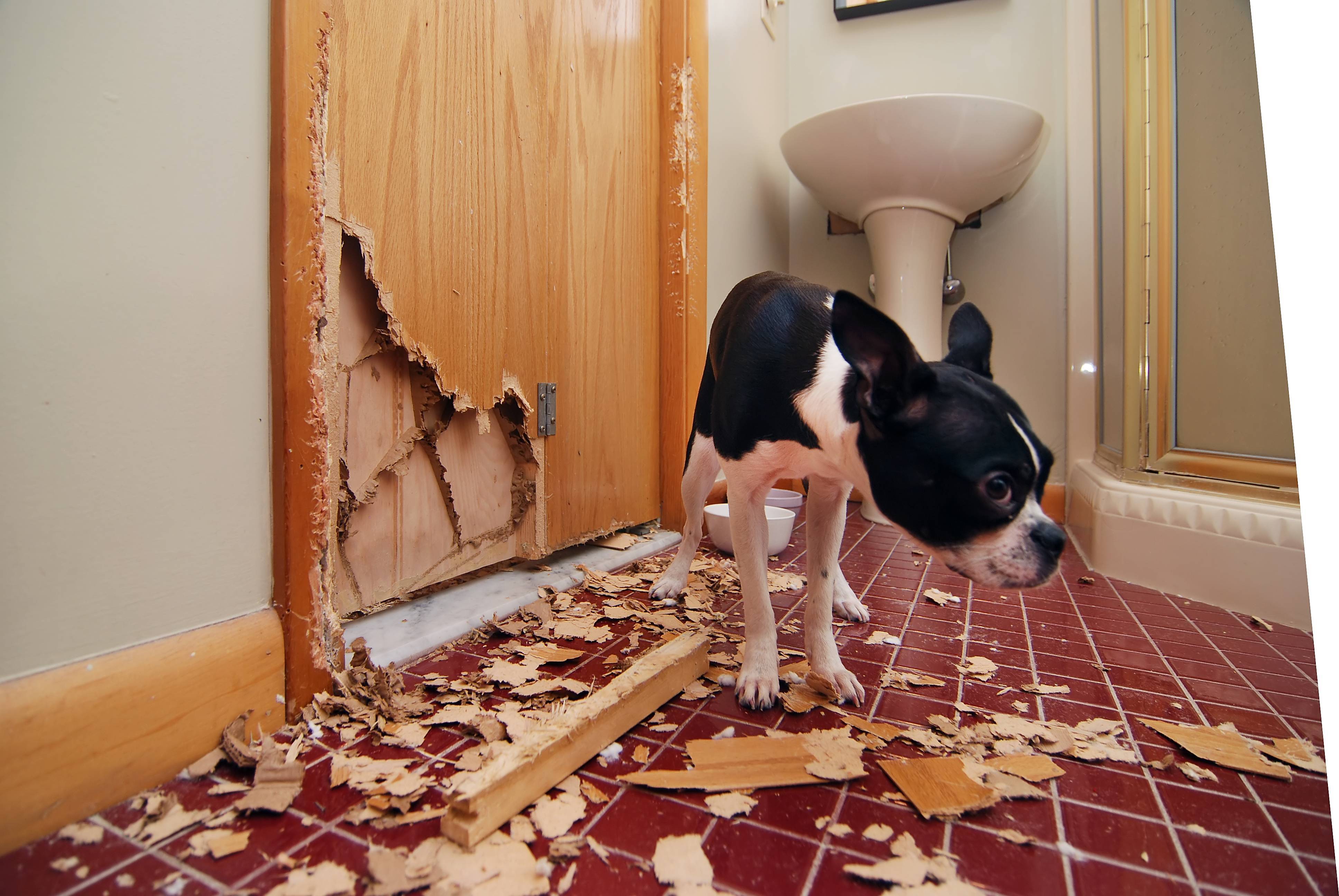 Что делать, если собака постоянно метит в квартире: порядок отучения питомца