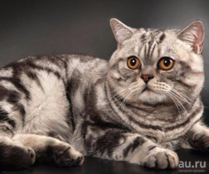 Шотландская кошка прямоухая мраморная. скоттиш страйт или шотландская прямоухая: описание породы, стандарты