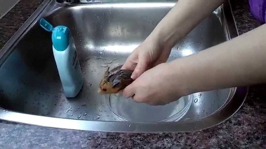 Нужно ли мыть хомяков в домашних условиях