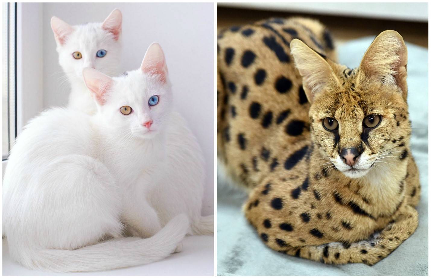 Какие породы домашних. Серенгети (порода кошек). Дорогие кошки. Редкие кошки домашние. Самая дорогая порода кошек.