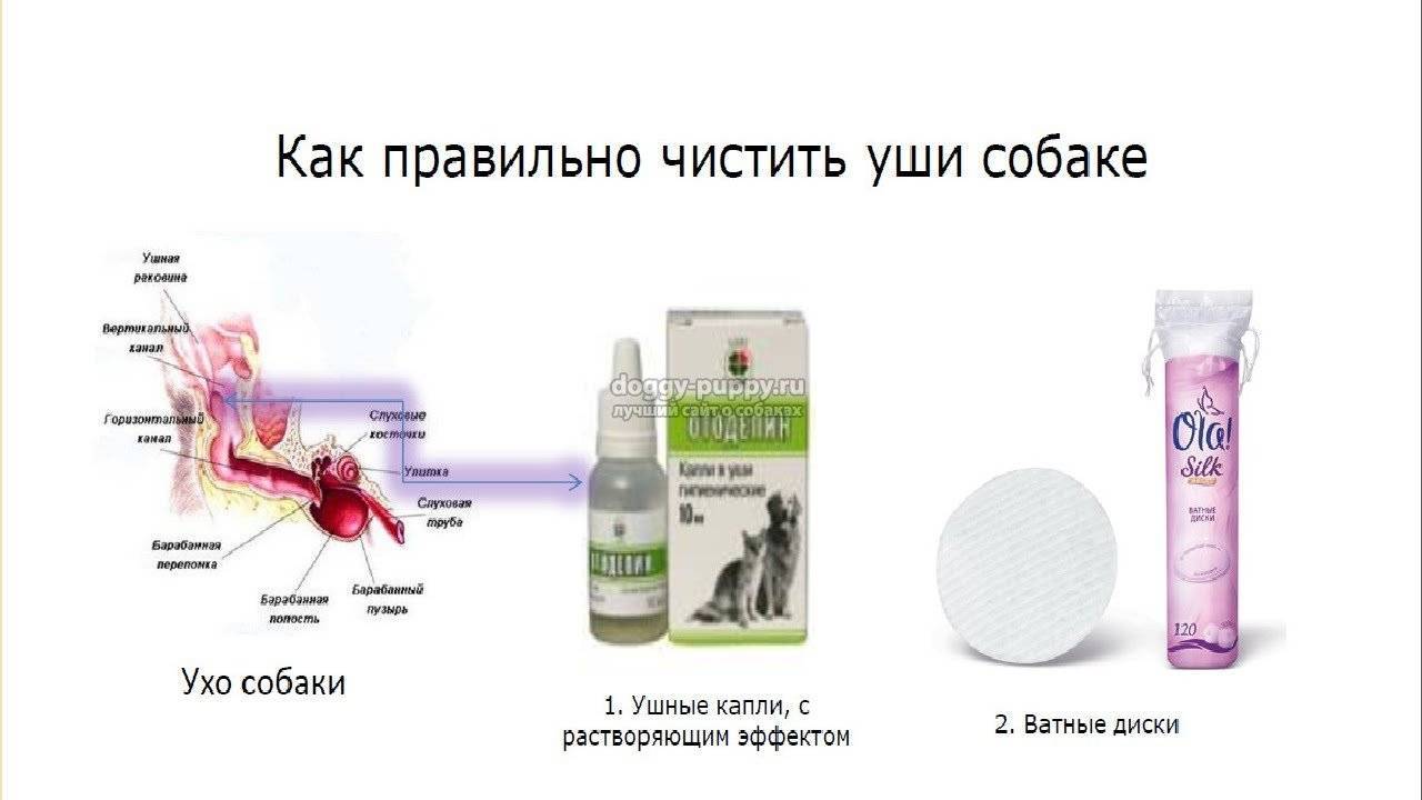 Как и чем чистить уши собаке в домашних условиях.