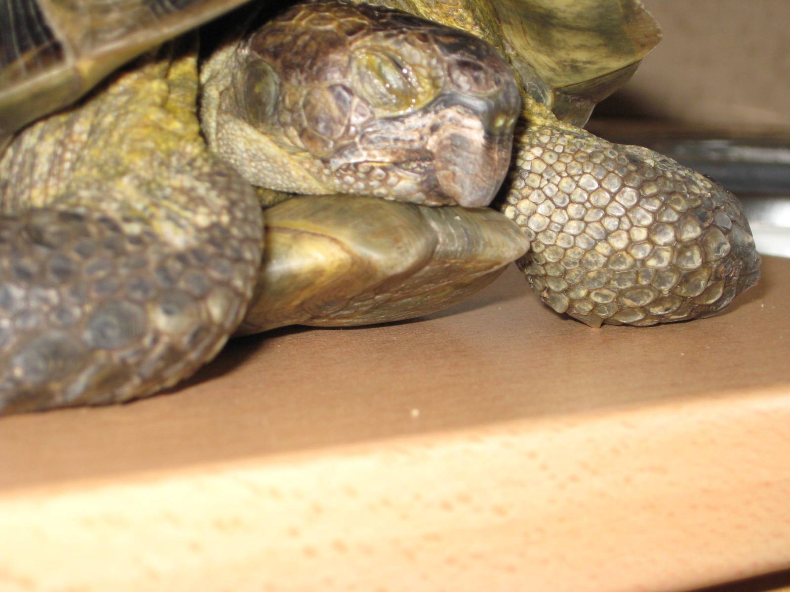 Спячка сухопутной черепахи. Красноухая черепаха сухопутная. Спящие красноухие черепахи. Среднеазиатская красноухая черепаха.