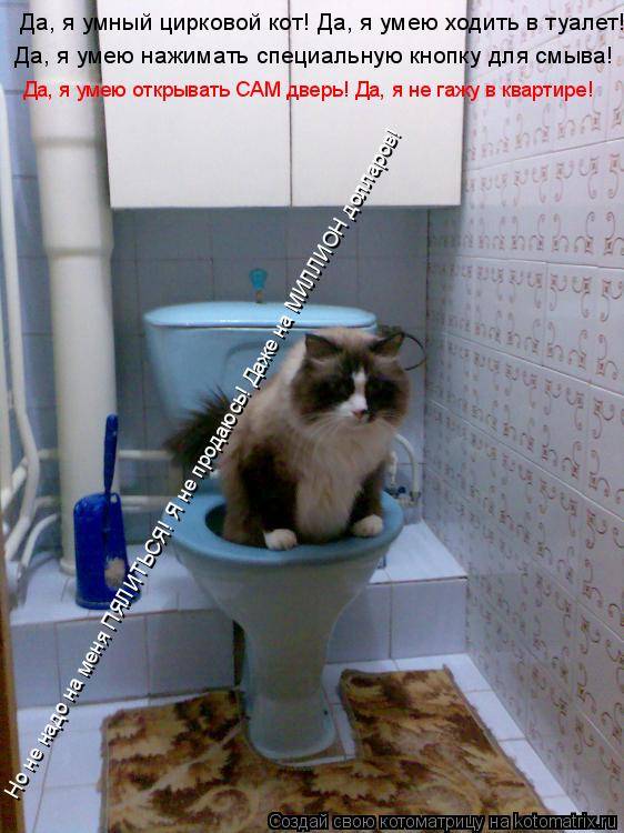 Как сходить в туалет по маленькому. Коты ходят в туалет. Кот на толчке. Котик сходил в туалет.