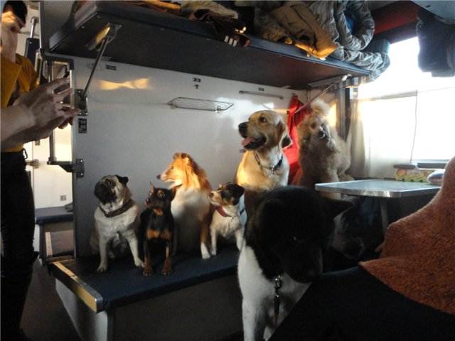 Перевозка собак в поезде — можно ли это делать
