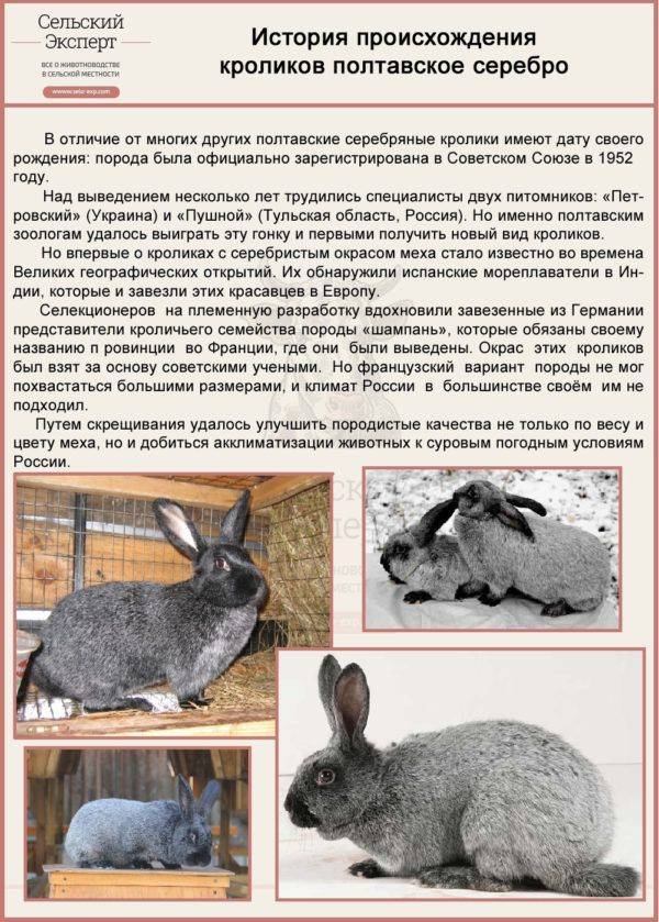 Кролик гермелин: описание, содержание, кормление и разведение