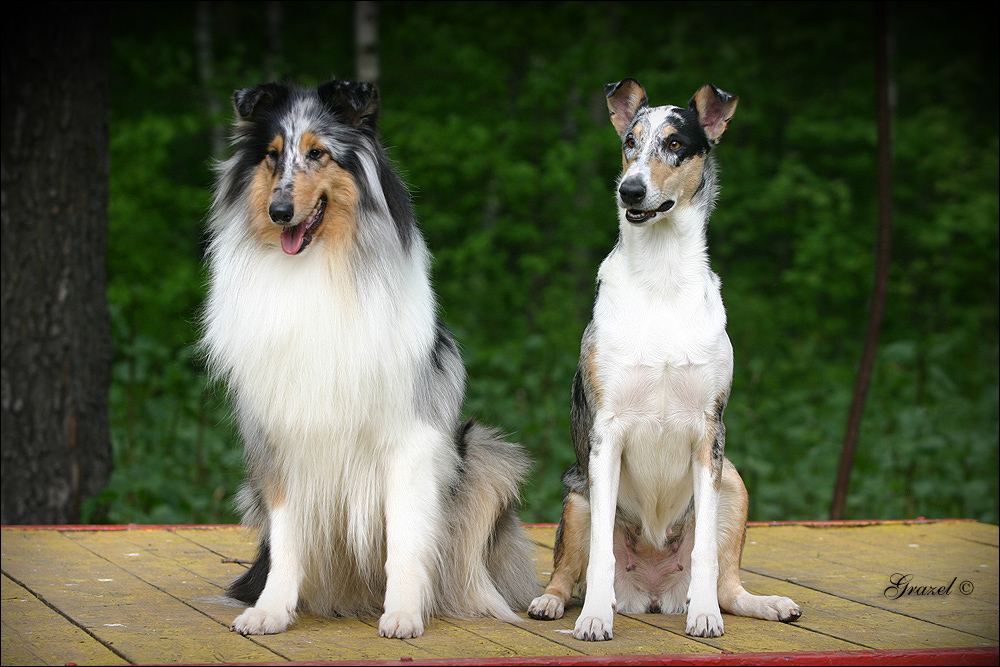 Собаки породы колли: стандарт, здоровье, особенности содержания | блог ветклиники "беланта"