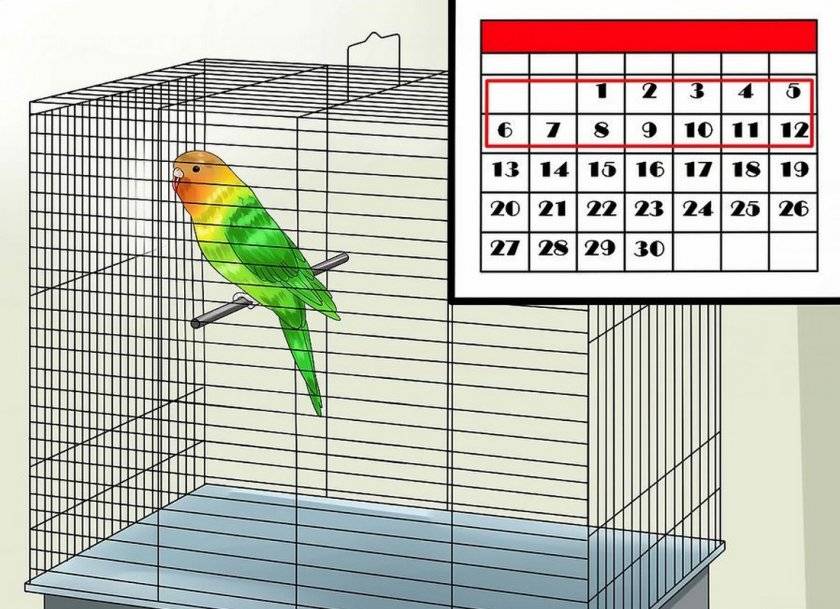 Как выпустить попугая