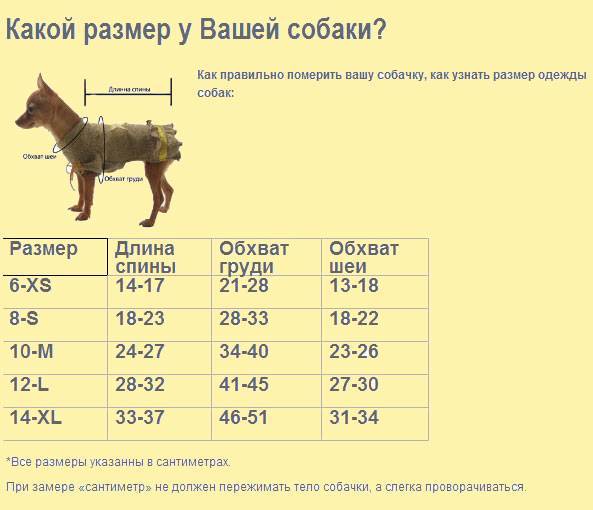 ᐉ до какого возраста растут собаки - мелких, средних и крупных пород - zoovet24.ru