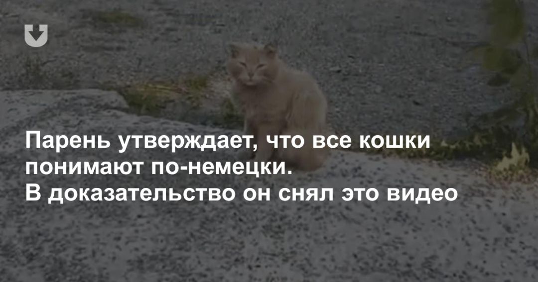 Японские ученые доказали: кошки понимают человеческую речь