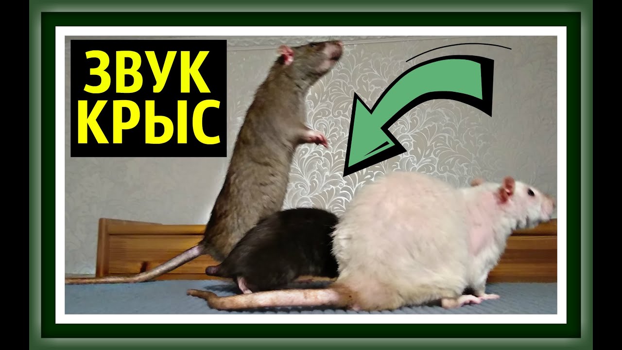 Как пищат и “разговаривают” крысы, значение издаваемых звуков