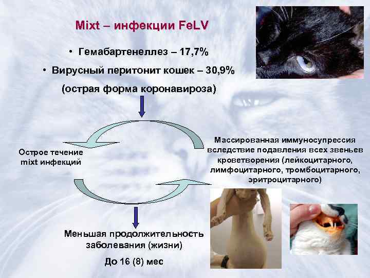 Инфекционный перитонит у кошек или fip