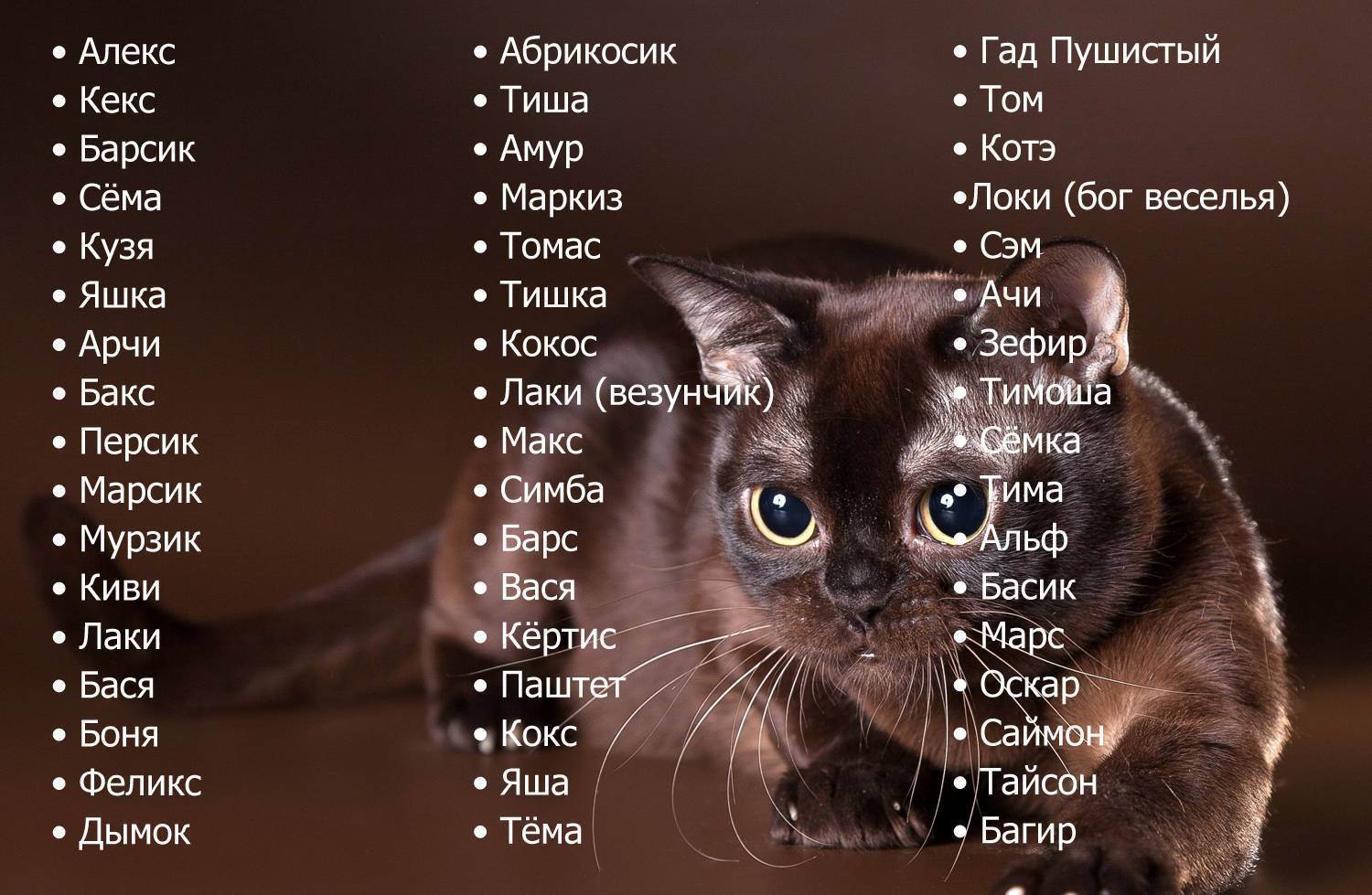 Японские имена для кошек и котов
