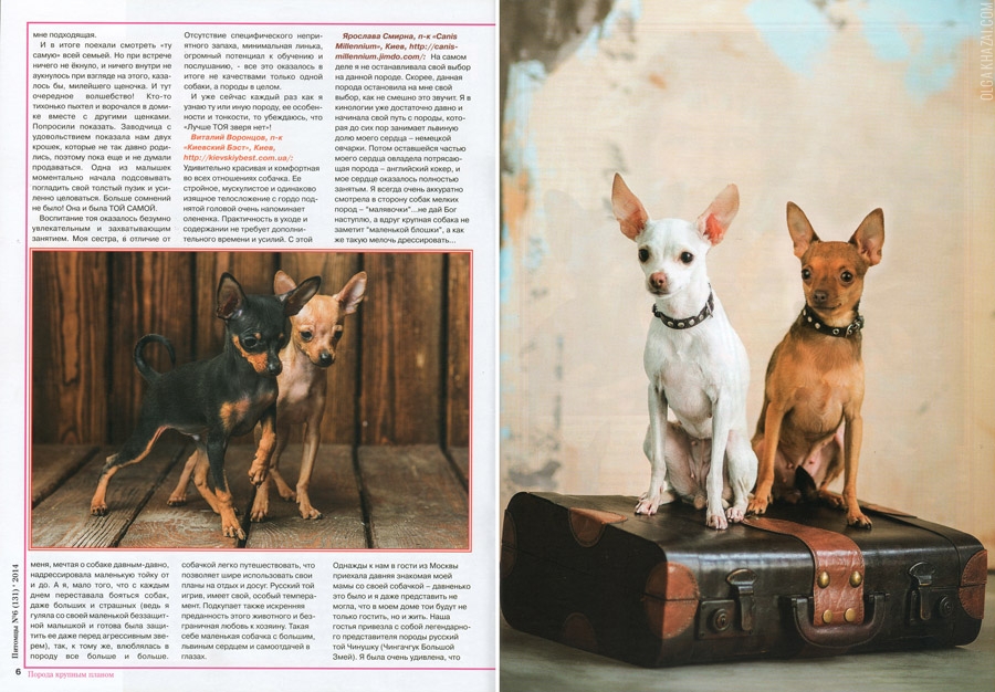 Собаки породы той-терьер: характер, описание, уход и содержание, сколько живут в домашних условиях, отличия русского тоя от английского