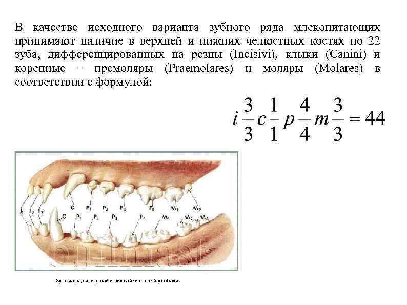 Сколько зубов у собаки — мелкие, средние и крупные породы