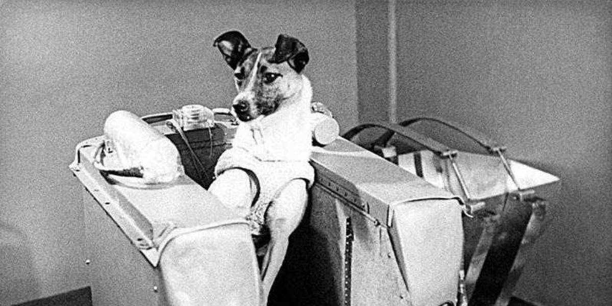 Собаки-космонавты - интересные факты - наука просто
