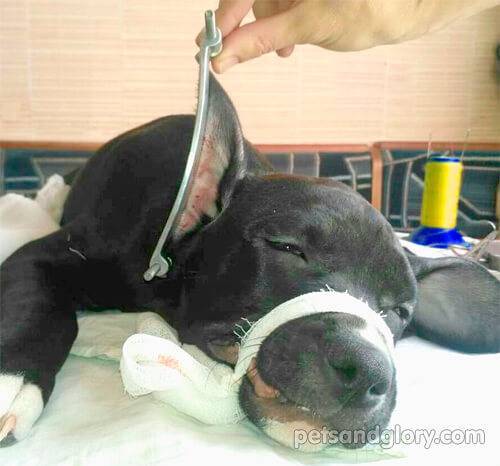 ᐉ купирование ушей и хвоста собак: зачем, как и когда это делать у 25 пород - kcc-zoo.ru