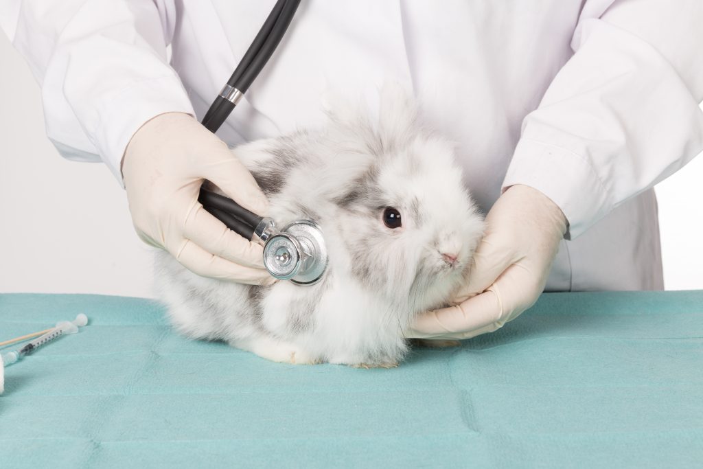 Конъюнктивит у кроликов и его лечение.