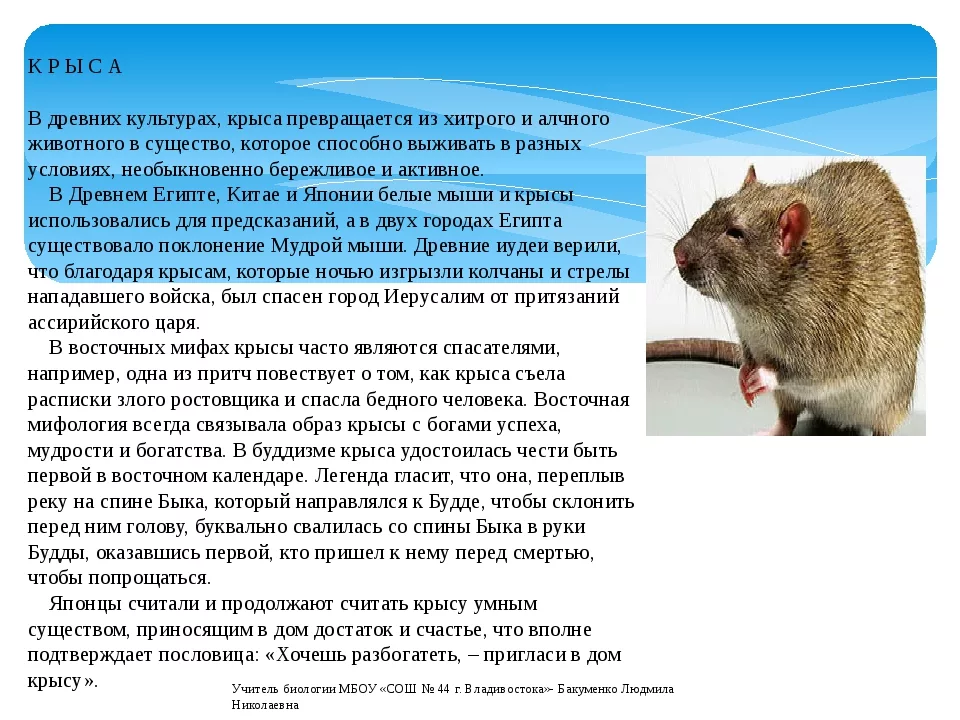 Почему крыса стала. Интересные факты о крысах. Необычные и интересные факты о крысах. Крымы интересные фактв. Доклад про домашних крыс.