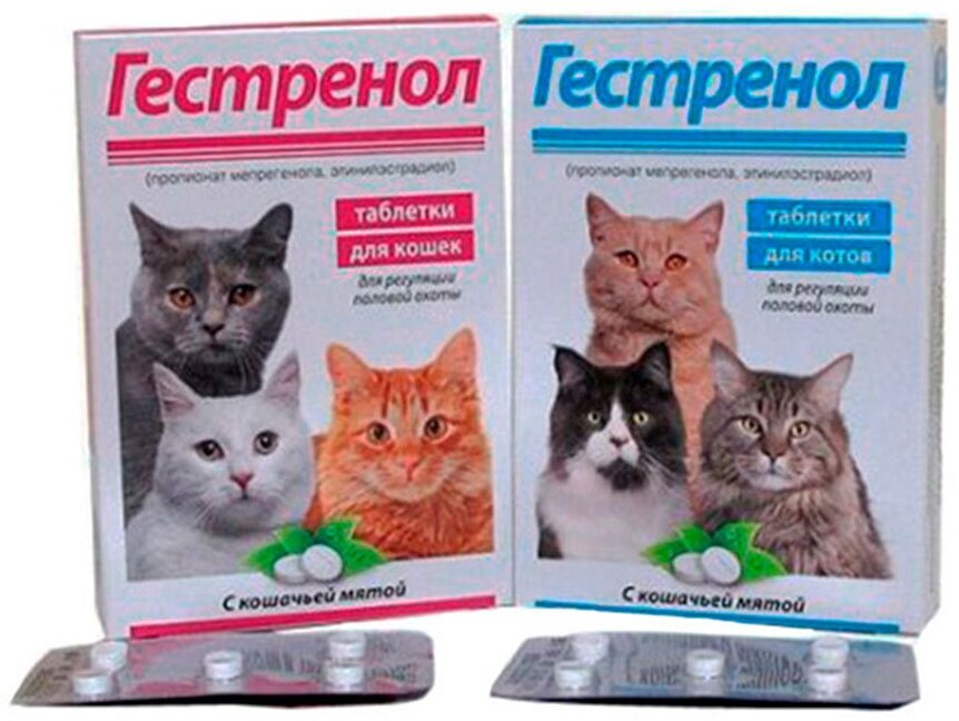 Какие таблетки можно давать котам. Гестренол для кошек 10 таб. Кот с лекарствами. Котенок с таблетками. Кот и таблетки.
