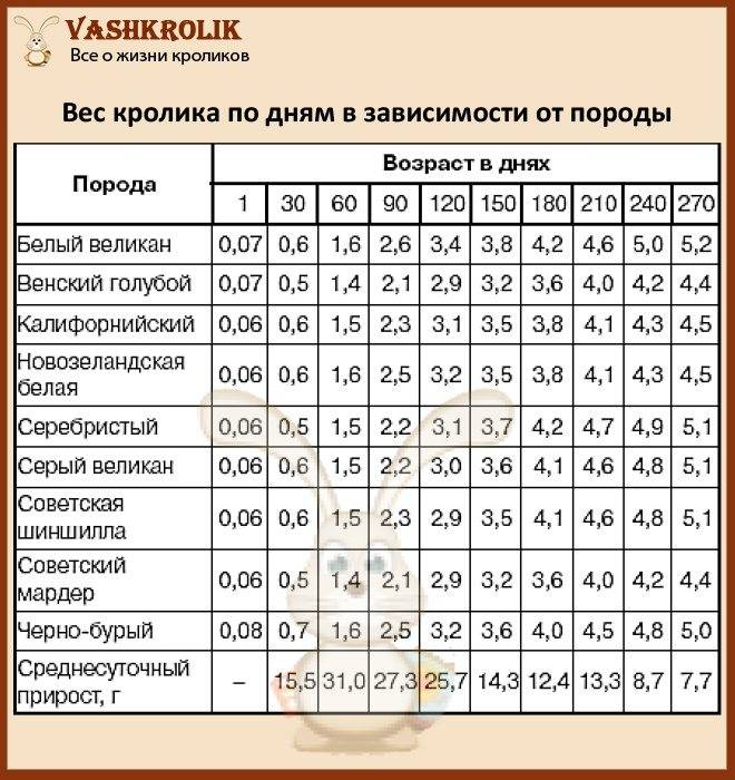 Вес кролика по месяцам: средний и максимальный для разных пород
