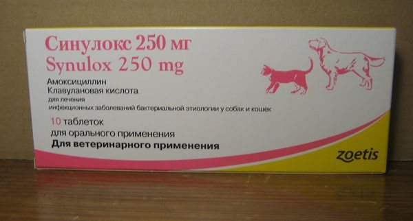 Мастит у собаки: лечение, в домашних условиях, симптомы