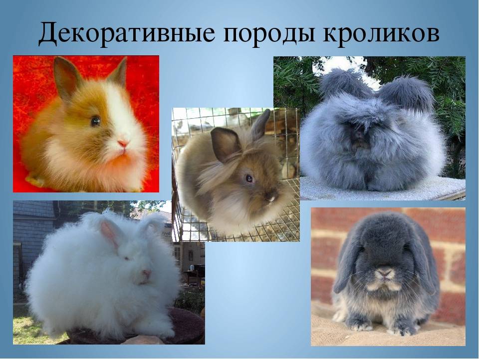 Породы декоративных кроликов: фото, виды, названия