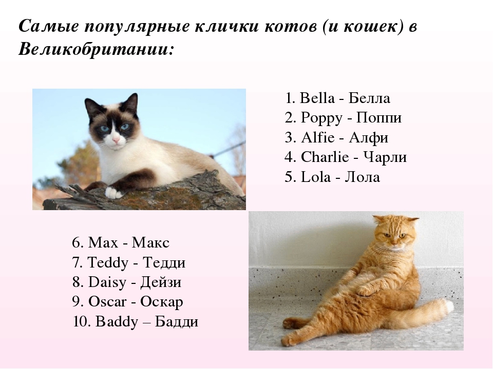 Имена для котов на английском языке, американские клички и тайна имени