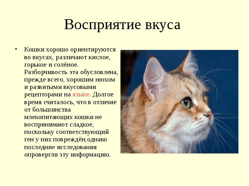 Органы чувств у кошек: зрение, обоняние, осязание, вкус, слух, вестибулярный аппарат