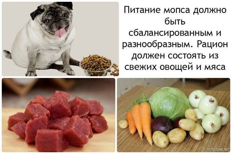 Разрешается ли кормление сырым мясом для собаки каждый день или все же варить