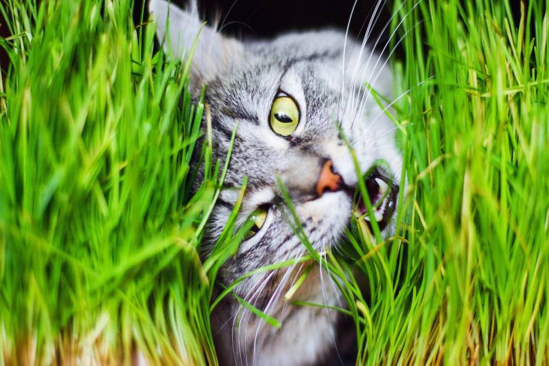 Какую траву любят есть кошки: пырей, осока. полезные и опасные растения